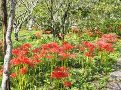 彼岸花をちょっと期待しての観心寺