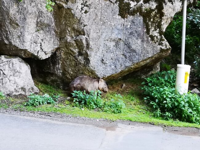 シドニー２日目は世界遺産ブルーマウンテンズ＆世界最古の鍾乳洞ジェノランケーブ＆野生カンガルー探検 参加