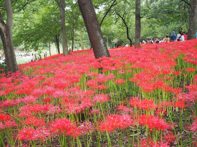 久々に巾着田のヒガンバナを見て来ました。<br />実は朝から巾着田近くにそびえる日高のシンボル、日和田山（ひわださん）305Mに登ってからと計画していたのですが。。。<br />早朝はゴルフ練習をしたので、午後からとなってしまい、日和田山も夫が登れないと言うので、ヒガンバナだけを見てきました。<br /><br /><br />＜アクセス＞<br />東京から約50キロ、今回は一般道です。<br />日和田山登山口にカーナビセット：cafe GOA 埼玉県日高市高麗本郷295-7<br />