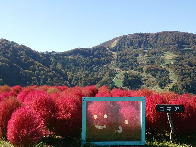 2016年「越後湯沢アルプの里」を歩きました。紅葉や花の最盛期ではありませんでしたが、赤いコキアが可愛く迎えてくれました。自然の中のトレッキングは、歩いた分だけ心が軽くなります。源泉かけ流し「山の湯」のお湯も効きました。<br /><br />