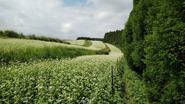 9月16日に700万本のそばの花が満開になっているということで、阿蘇市の波野に行って来ました。ついでに高森の湧水トンネルを見てから、熊本地震で水源が涸れていたのが復活したという塩井社水源に行って来ました。確かに水が湧き出していましたので感激しました。<br />10:00自宅出発→県道145号線→県道瀬田龍田線→長陽大橋→阿蘇山西登山道→阿蘇山東登山道→黒川国道57号線→波野笹倉→波野そば花畑11:20到着<br />12:15そば畑出発→国道57号線→山庵で昼食→国道265号線→高森湧水トンネル→阿蘇えほんのくに→池の川水源→湧沢津水源→寺坂水源→南阿蘇水の生まれるさと白水高原駅(日本一長い駅の名前)→塩井社神社(熊本地震で湧水が涸れた水源)→俵山トンネル→自宅到着17:00(約130kmのドライブ)<br />