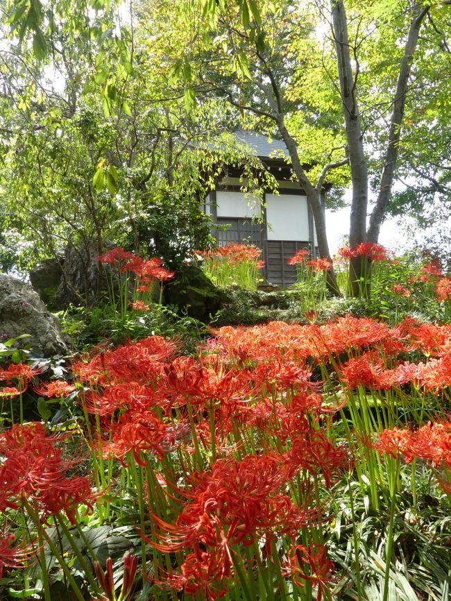 太田市の「常楽寺」へ行きました。前回訪問時（９月９日）は、彼岸花の花芽が一斉に出始めていて、でも花は未だ咲き始めていませんでした。暦のお彼岸まであと１週間ありますが、彼岸花を見に「常楽寺」へ行ってきました。彼岸花はほとんどが開花していてほぼ満開、見頃になっていました。赤い絨毯の様に群生している訳ではありませんが、境内全体に彼岸花が咲いています。