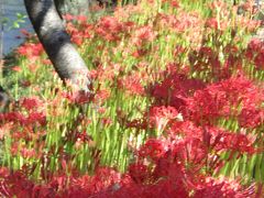 桜だけでない五条川