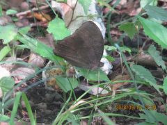 森のさんぽ道で見られた蝶(30)秋らしくなった森の中で見られた珍蝶