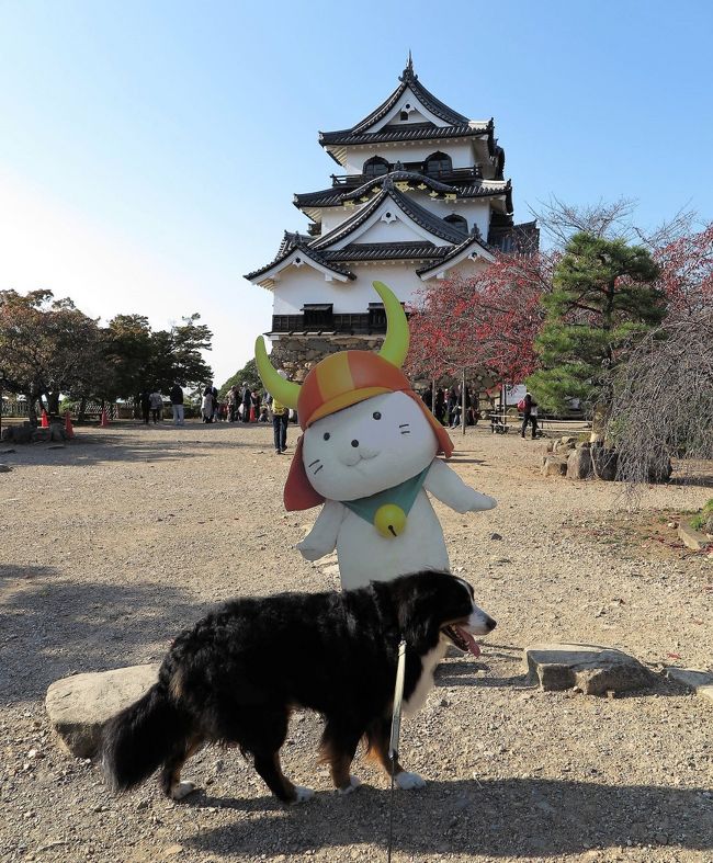 40㎏の愛犬バーニーズマウンテンドッグの旅は、既に沖縄を除く全都道府県での宿泊は達成しているのだが、旅行記のアップの仕方の都合で幾つかの府県が空白になっていた。<br /><br />そこで捻挫と酷暑で引き籠ってる間に、4トラの白地図を黄色く埋めてしまおうと、過去の写真データから無理やり旅日記を作っていたってわけだ。で、最後まで残っていた滋賀県をアップしてこの「無理やりな作戦」は終了となる。<br />