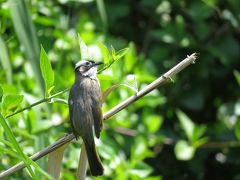 【野鳥と観光の旅】沖縄・那覇 2018年3月