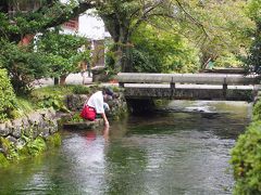 醒井宿・地蔵川の水中花、梅花藻と霧の中の伊吹山と近江八幡を観光してきた！