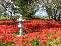 恩林寺のヒガンバナ_2018（2）_満開になりました。見頃です。（群馬県・邑楽町）