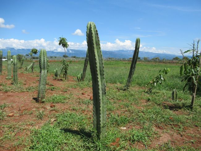 メキシコ 一人旅！　７日目：テキーラ村編