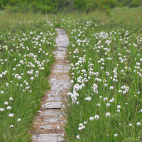 ワタスゲ咲く八甲田の懐へ　～田代平湿原と八甲田温泉～