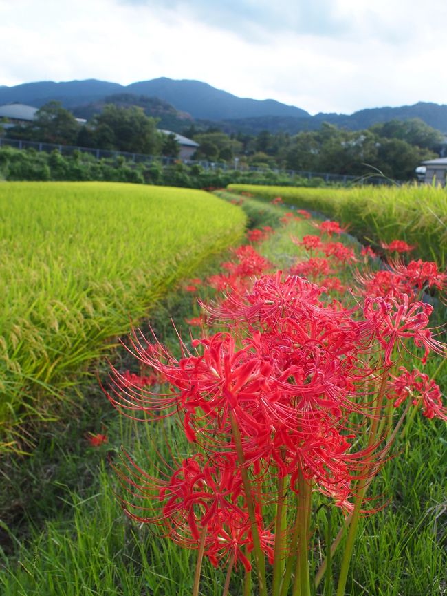 日帰り往復深夜バスで１人奈良旅・第４弾！　～前編・念願の二上山登山。大津皇子墓へ～