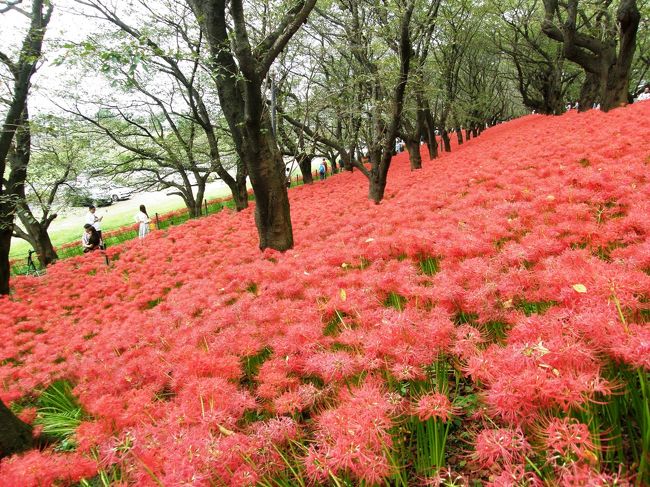 幸手権現堂のヒガンバナを楽しむ 幸手 久喜 栗橋 埼玉県 の旅行記 ブログ By いっちゃんさん フォートラベル 幸手権現堂のヒガンバナを楽しむ 幸手 久喜 栗橋 埼玉県 の旅行記 ブログ By いっちゃんさん フォートラベル