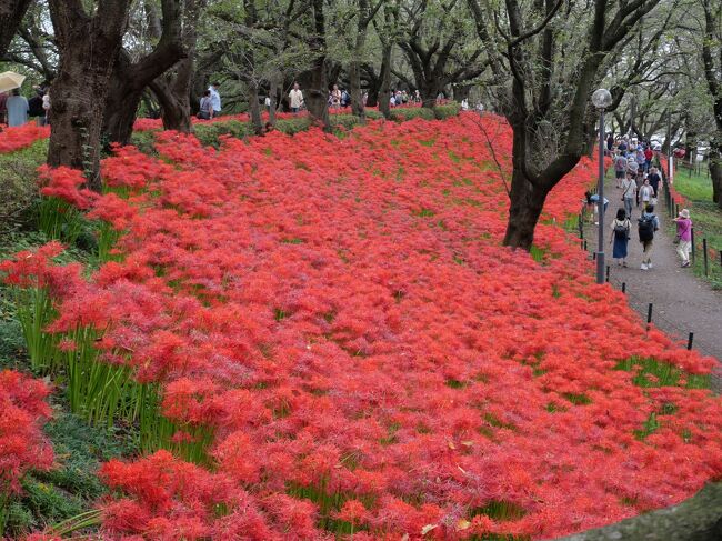 桜の名所でも知られている権現堂堤の約350万本の真紅の曼珠沙華が、見ごろを迎えたと聞き行ってみた。<br /><br />※2018年「第13回 曼珠沙華まつり」の詳細<br />開催期間；2018年9月8日（土）～10月1日（月）<br />開催場所；県営権現堂公園（幸手市権現堂堤）<br />入園料；無料<br />アクセス；電車の場合<br />東武日光線幸手駅より　朝日バス「五霞町役場」行きバスに乗車。「権現堂」下車。（片道 180円）路線バスの本数は1時間に1本程度。<br /><br />