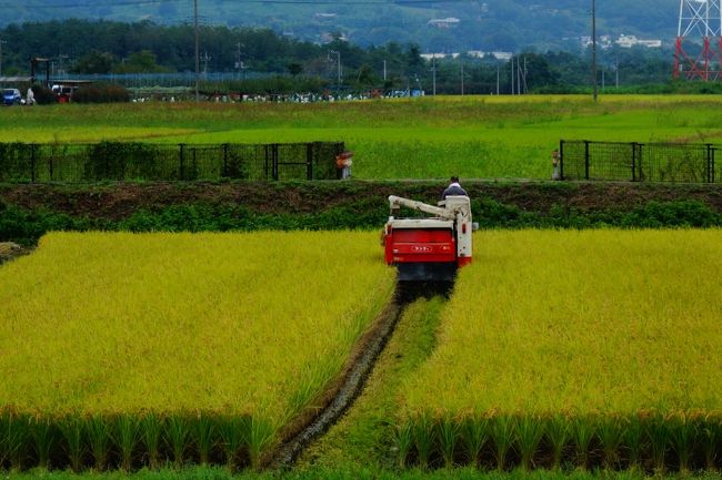 高麗にある巾着田の曼珠沙華。<br />現在では500万本を超えるともいわれています。<br />我が家から行きやすい場所にあるので、ほぼ毎年のように行っています。<br />旅行記はこちら。<br />2013年<br />https://4travel.jp/travelogue/10814867<br />2015年<br />https://4travel.jp/travelogue/11055529<br />2017年<br />https://4travel.jp/travelogue/11283996<br /><br /><br />8月のヒマワリを見に行って以来、家の都合や天候の不順で10kmを超えるウォーキングをしていません。<br />歩くのが好きな私としては少々ストレス。<br />早起きして巾着田まで行こうと思ったのに、2度寝しちゃったので混んでいる時刻に行くのもちょっと悔しい。<br />JRの駅からハイキングで丹荘駅から旧日丹線をめぐるウォーキングをしながら彼岸花を見るコースがあると知り今回はこちらを歩くことにしたのですが、結局巾着田まで行っちゃいました。<br /><br />