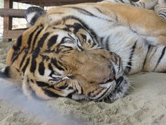 ネピドー動物園