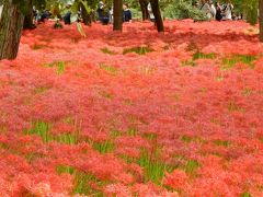 「　日和田山から　巾着田　曼珠沙華まつり　へ　」2018