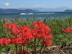 近江路を行く　湖西の素敵な彼岸花ロード、高島の風車村＆メタセコイア♪