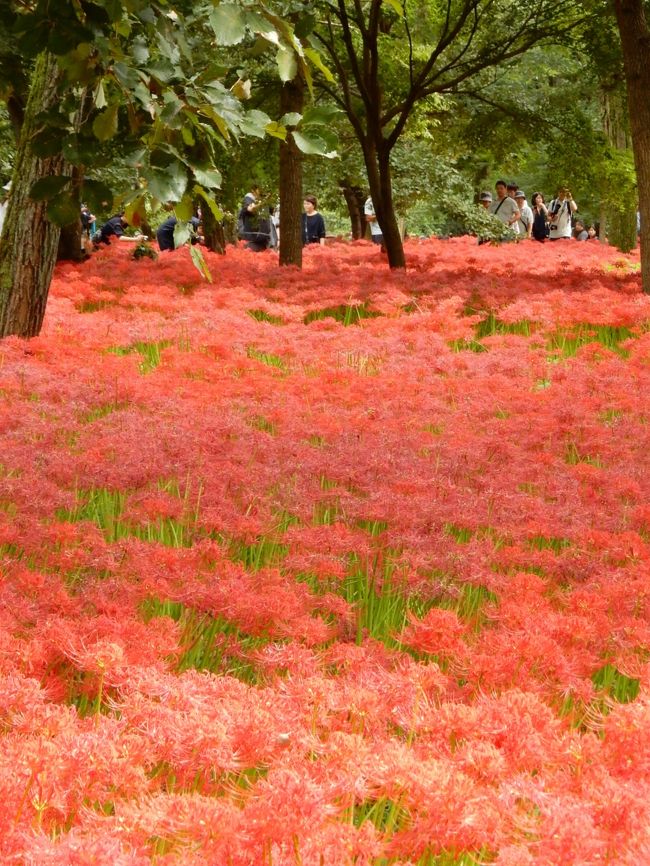 ”彼岸花(別名「曼珠沙華」)”、お彼岸の時期に合わせたように咲き始め<br />あちこちで目にするようになりました。<br />お彼岸の3連休、何とか晴れ間の見えかかった23日・秋分の日、埼玉県日高市の巾着田へ。今年は、「日和田山」の上から巾着田を眺めてきました。<br /><br /> <br /><br />