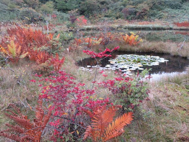 本白根山噴火で近寄れなくなってしまった草津白根山<br /><br />一旦は規制緩和で志賀草津道路を通行出来るようになったけれど<br />今度は 湯釜の火山活動が活発になり<br />あっという間に また規制!<br />冬から夏にかけて 草津白根山に近寄れない日々が続いた…<br /><br />ところが!この三連休<br />9月22日から通行可能のニュースが飛び込む(≧∀≦)<br /><br />ヤッホー♪紅葉シーズン♪☆♪<br />帰省していたボンと一緒に ドライブです<br />☆*:.。. o(≧▽≦)o .。.:*☆(9月23日) <br /><br />9月28日<br />再び火山警戒レベルが2に引き上げられ<br />志賀草津道路の一部は通行止に…………<br />わずか1週間の間だけの解除<br /><br />その短い間に あの風景を楽しめたと<br />感謝する…………べきか…………<br /><br />雄大な風景をいつでも 楽しめる日が<br />早く訪れる事を 願う<br /><br />注:青葉山レストラン(武具脱の池)の辺りまでは<br /> 規制があっても行けます<br /> また 万座温泉の方に迂回すれば<br /> 遠回りですが 渋峠の方に抜ける事ができるので<br /> 紅葉を楽しむ事ができます(^^)<br />