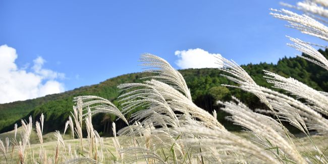 平成30年9月24日に開催されたススキ祭の様子です。<br />