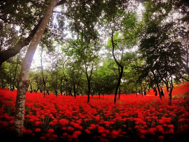 せっかくのお休み、何をして遊ぼうかな…、どこへ旅立とうかな。<br />夏が来る前には、3か月も先の9月の連休に向けて思いを馳せていた私がいました。<br /><br />でもそんな私を襲ったのは7月末の足の怪我で、不注意から親指の爪をペロンと剥がし、更に処置ではその爪を皮膚に仮止め縫合し、怪我をしてから3週間の間は一歩足指を地面に着く度に痛みが走るという、歩き旅が好きな私には致命的となる傷でした。<br /><br />そんな理由で9月の連休は予定白紙！だったのですが、9月下旬に入ったある日、仮止め爪がグラグラと揺らぎだし、ちょっと頑張って痛みを堪えて捻ってみたらその爪がポロリ。<br />これで、仮止め爪が足指を圧迫する痛みで長時間は歩けなかった魔の2か月間も終了となり、自由に歩き廻れる身となったわけですが、如何せん爪が外れたのが9月後半連休の3日前。<br />泊りがけでどこかに行きたくても連休直前では安い宿など空いている筈は無く、選択肢は日帰り旅しかありませんでした。<br /><br />そうだ！<br />こんな時こそ以前から気になっていた【日帰り弾丸・アジア旅】を実行に移す絶好の機会。<br /><br />飛行機に乗らずに行ける亜細亜；高句麗（高麗：こま）と台湾文化圏を旅してきました。<br />