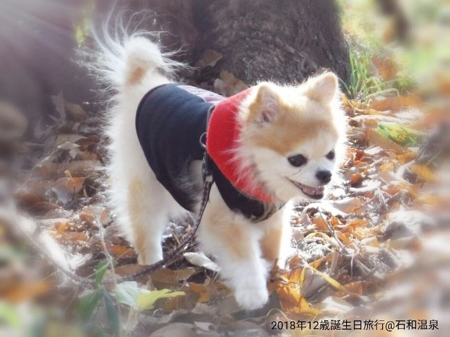 ◆犬旅◆　山梨/石和【かんぽの宿 石和温泉】～祝12歳の誕生日＆車椅子でも安心バリアフリー旅～週末２日間(2018.12)