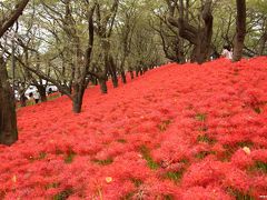 幸手権現堂堤の曼珠沙華まつり