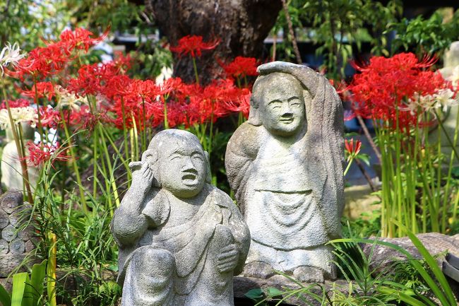 9/24の朝日新聞に、大和市にある「常泉寺」で彼岸花が見頃を迎えているとの記事があり、面白そうなので早速見に行ってきました。<br />常泉寺のことはこの記事で初めて知ったのですが、「花のお寺」、「河童のお寺」と知られ、特に春のミツマタ（神奈川花の名所100選のひとつ）と、秋の彼岸花が有名なんだとか。<br />また、河童の寺といわれる所以は、以前この寺に水の湧き出るところがあり、寺の名前も「清流山常泉寺」いい、水との縁が深かったことから河童を祀っているからだといいます。<br />境内には、5,000輪の彼岸花と300体の河童と多くの石仏が集い、それらがうまくコラボしていて楽しい境内散策となりました。<br /><br />常泉寺のHP<br />http://www.jousenji.com/main/jousenji/jousenji.html