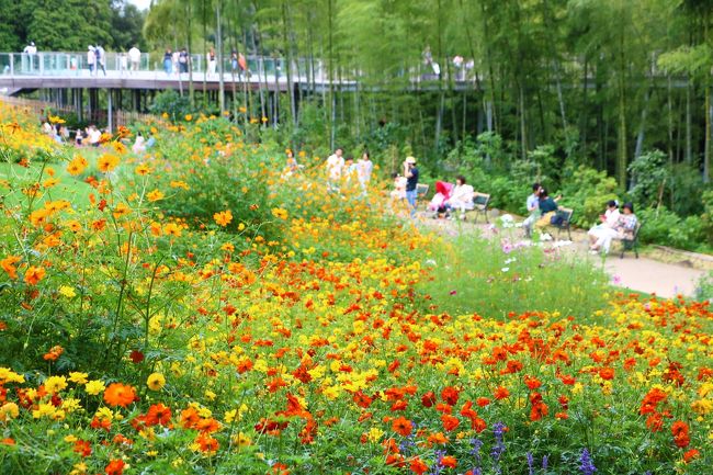 今年も開催されている里山ガーデンフェスタ（9/15～10/14）、10月になってから行こうと思っていたが、思いたって午後から出かけてきました。<br />好天に恵まれた連休中日ということもあってかズーラシアへ向かう車で道路は大渋滞。里山ガーデンがズーラシアの隣にある為、その渋滞から逃れることができず、予想より１時間遅い午後３時頃にようやく現地に到着。<br />大花壇だけ１時間ほど散策してきました。<br /><br />コメントはありませんので写真のみご参考ください。