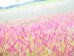 北海道の秋を 楽しむ旅　3日目