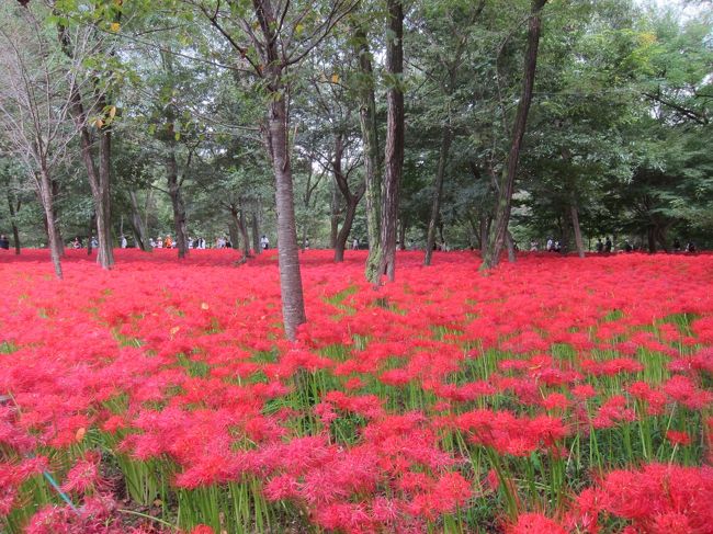 埼玉県日高市の”曼珠沙華公園・巾着田”で、満開の曼珠沙華を楽しんできました。