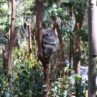 オーストラリア・ゴールドコーストを満喫旅 前半