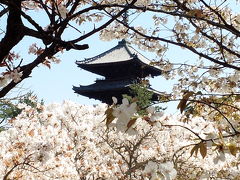 遅咲き桜を求めてぶらり京都へ。仁和寺編