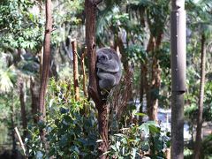 オーストラリア・ゴールドコーストを満喫旅 前半