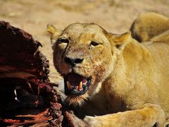 タンザニアでサファリ三昧　4ルアハ国立公園で濃密サファリ その2　バッファローに食らいつくライオン！！