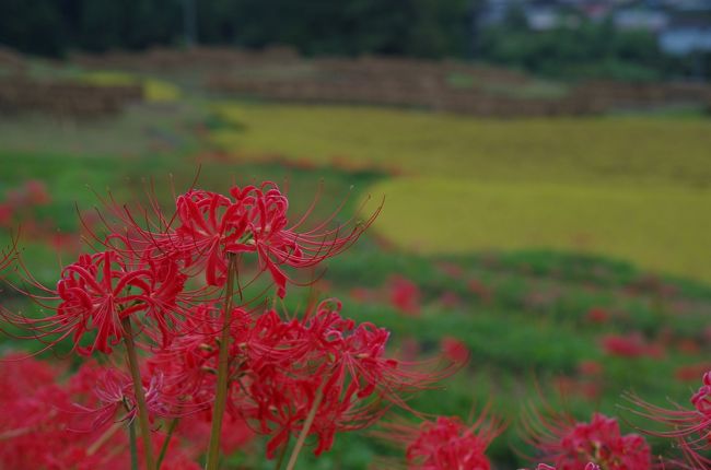 2018年9月の三連休に巾着田に行ってきました。<br /><br />ここでは前回(→ https://4travel.jp/travelogue/11405140 )からの続き、巾着田から高麗駅に戻ってきたところからの旅行記になります。<br /><br />巾着田の後に向かったのは横瀬駅近くの寺坂棚田です。<br />当初は行く予定ではなかったのですが、西武鉄道の巾着田の特設ホームページの下に紹介されていたので見ていくことしました。<br /><br />横瀬駅から徒歩15分とのことでしたが、駅を出ると無料のシャトルバスが止まっていました。<br />バスは駅→特設駐車場→寺坂棚田→別な特設駐車場→温泉→駅と循環していました。<br />バスで10分ほどで棚田へ。<br />こちらは巾着田とは異なり、棚田のあぜ道に彼岸花が咲いており、きれいな田園風景が広がっていました。<br /><br />巾着田ほど有名ではないので、観光客も多くなく、ゆっくりとみることができました。<br /><br />その後、横瀬駅まで戻り、西武秩父駅へ。駅改札横にある「祭の湯」で汗を流しました。といっても、あまりの混雑にびっくりしましたが…<br />汗を流してさっぱりしたのち、朝と同じS-TRAINで自由が丘へ。<br />池袋などのターミナル駅ではなく、地元近くの駅まで一本で帰れるのは楽ですね。<br /><br />ちょっと秩父が近くなったような気がしました。<br /><br />