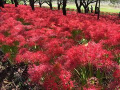 幸手権現堂は桜だけではなく曼珠沙華も