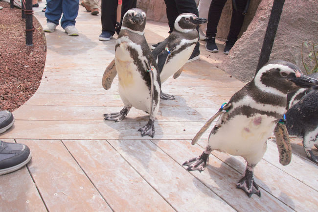 2018年6月26日、上越市立水族博物館が『うみがたり』としてリニューアルオープンしました。<br />去年、旧館のラスト3日前に訪問していた私。新館に行けるのはいつになるやら…と思ったら、まさかのオープン前日＆当日が2連休！？<br />これは直江津に呼ばれている！<br />というわけで、東京から夜行バスで新潟市へ。1日目はマリンピア日本海、2日目にうみがたりへ行ってきました。<br /><br />　　　　0日目：東京→新潟（https://4travel.jp/travelogue/11387648）<br />　　　　1日目：マリンピア日本海（https://4travel.jp/travelogue/11390038）<br />　　　　2日目：新潟→直江津→開館式典（https://4travel.jp/travelogue/11395953）<br />　　　　　　　うみがたり（https://4travel.jp/travelogue/11402049）<br />今ココ→　　　うみがたり→東京