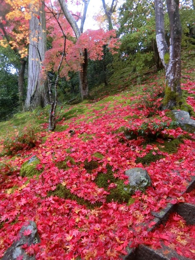 素晴らしい紅葉を見に!いざ京都、奈良へ、テクテク1人旅。嵐山、天龍寺、常寂光院、西芳寺、鈴虫寺②