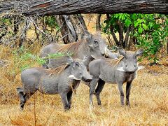 タンザニアでサファリ三昧  ２セルー動物保護区のサファリ