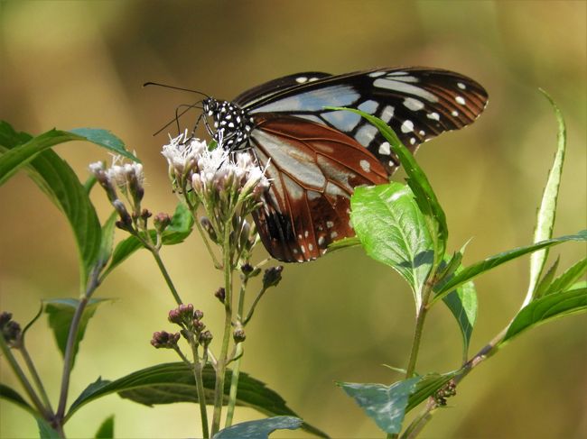 キイジョウロウホトトギスやヤマトリカブトなど秋の花を求めて六甲高山植物園へ行って来ました。<br />折しも「六甲ミーツアート芸術散歩２０１８」が開催中で現代アートの作品によって変化する風景を楽しむことができた。<br />また六甲高山植物園ではフジバカマやヒヨドリバナにやって来る渡り蝶「アサギマダラ」にも会え、芸術の秋、自然の秋と贅沢な１日を過ごすことができた。