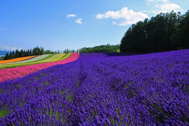 北海道に転居して既に３年。こちらは2015年から2018年までに北海道で旅をした記録の第２段です。<br />前編の春に続くのは、もちろん最高のシーズン、夏です。<br />ここでは主に７～８月の間に旅をして撮影した写真を中心にまとめていますが、整理していたところあまりにも写真が多すぎるためにさらに２編に分けて記録することにします。<br />ということで、前編では北海道の花を中心としたガーデンやお花畑の写真を集めてみました。<br />いつか見たいと思っていた絶景の数々、いったいどれだけ見れたでしょうか。それでは早速行ってみます。<br />