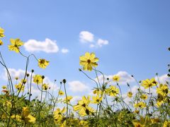 昭和記念公園コスモスまつり：レモンブライトが見頃です