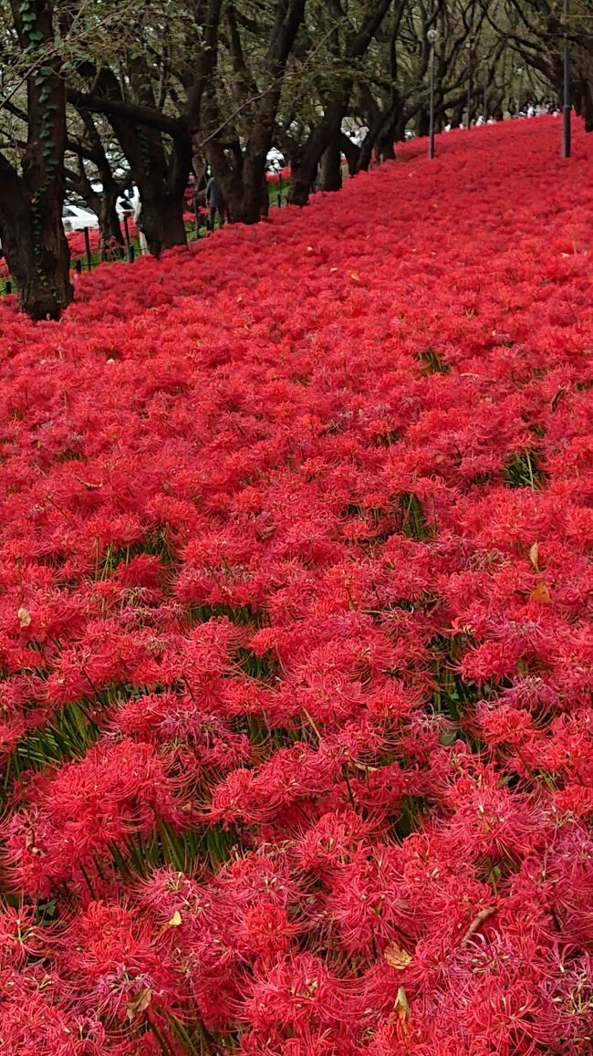 2018年9月23日埼玉県幸手市の権現堂公園に曼珠沙華を見に行きました。<br />時期的に満開と思い足を運んでみることにしました。<br />一昨年この時期としては初めて訪れ、レッドカーペットのような曼珠沙華の鮮やかな色彩は圧巻で感動しました。<br />また是非見てみたいと連れのぶーさんと出掛けた次第です。<br />桜堤で有名な権現堂公園ですが他に紫陽花、この曼珠沙華また水仙等々、季節ごとに辺りところ狭しと咲く花を楽しむことができます。<br />今回もお見事でした。<br />大勢の方が来られ皆スマホやカメラで曼珠沙華の撮影に勤しんでいました。<br />撮影は花のみならず、前回もお見かけしましたがコスプレ衣装を身に纏った方々も大勢いて、そちらの撮影もあちこちで行われていました。<br />これだけのモノを見られて、入場料や駐車料金などかからず全て無料というのが有難いことです。<br />相当手間暇かかると思うのですが。。<br />是非ともまた足を運んでみたいと思います。<br /><br />