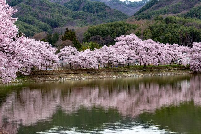 木曽/伊那/駒ヶ根/飯田ぐるり旅【2】～水面に映る桜が美しい～六道の堤