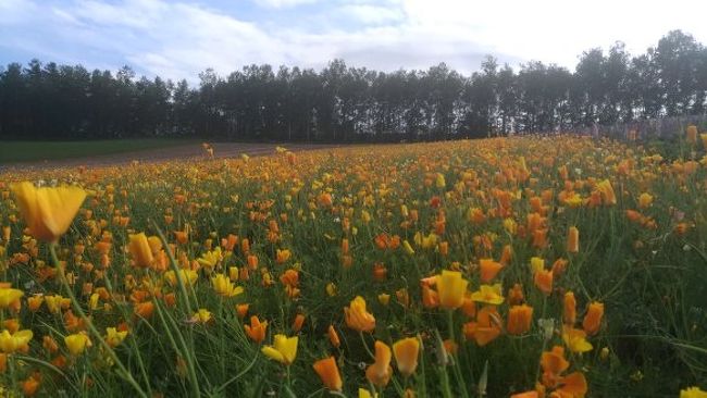 北海道の夏。今年も行ってきました