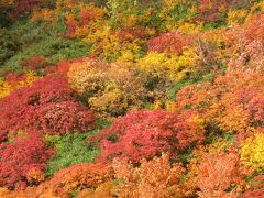 日本で一番早い紅葉（大雪高原沼）