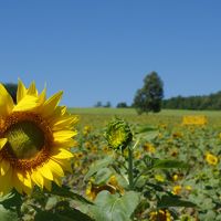 夏の子連れ北海道旅行・後半（美深、稚内、北竜町、札幌など）