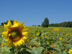 夏の子連れ北海道旅行・後半（美深、稚内、北竜町、札幌など）