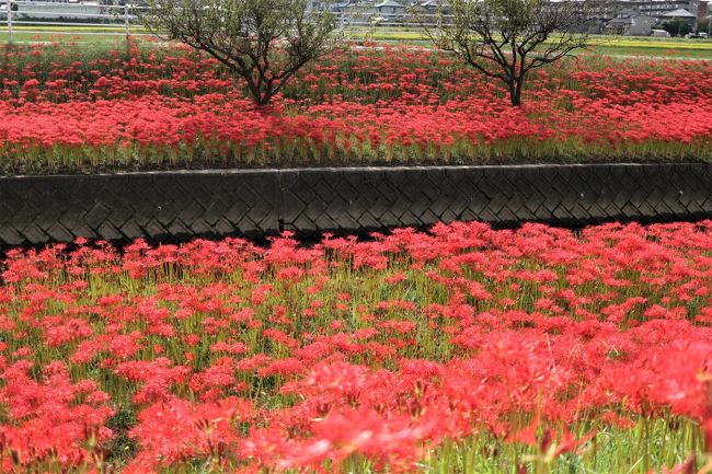 近江地方の彼岸花は、地元の早咲き種と同じくらいの咲きっぷりでした。<br /><br />毎年のように見に行く逢妻女川が、早いスピードで咲いてきたとの情報があって、彼岸花まつりの２３日の朝早めに行ってみた。<br />彼岸花は、日差しが強くなると白飛びがするので、朝早くの方がいいのです。<br /><br />９月２６日に、有名な半田の矢勝川で、元の職場のＯＢ会による彼岸花ウォーキングに参加してきましたが、どうしたことかパソコンに移す際、データが飛んでしまいました。<br />花は終わりかけでしたが、まだきれいなとこを選んで撮ってみたり、コスプレの若い女性にお願いしてみたのに、残念でたまりません。<br />代わりに台風一過の１０月１日、愛知牧場でキバナコスモスを撮ってきました。